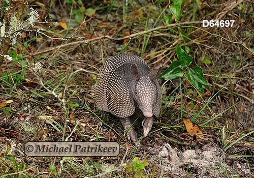Nine-banded Armadillo (Dasypus novemcinctus)